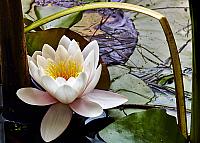 Waterlilly 1