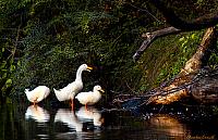 Three Ducks